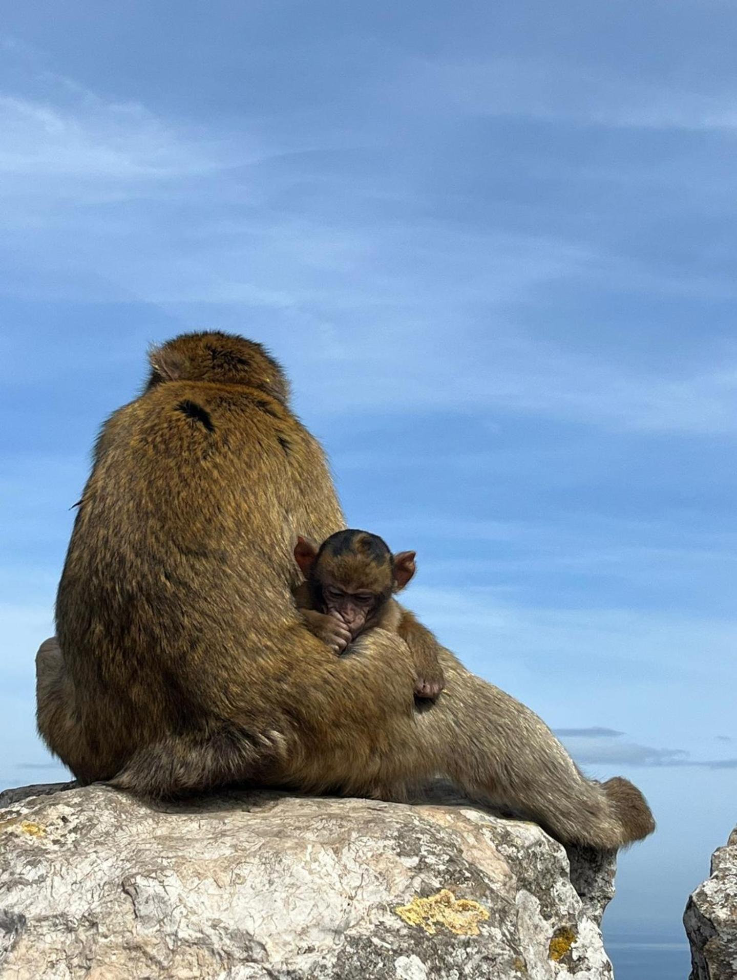 Sunny Gibraltar Lägenhet Exteriör bild